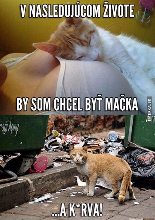 Príspevok 82724